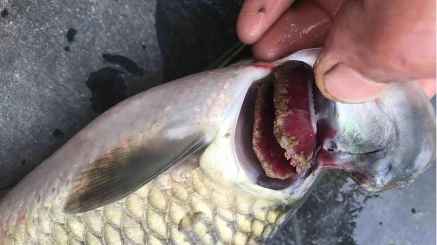 如何預防魚鰓蓋爛洞，如何預防草魚鰓蓋爛洞