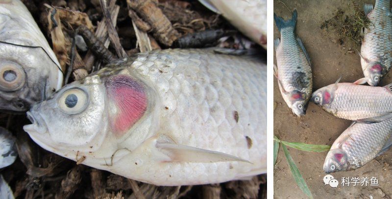 如何預(yù)防魚(yú)鰓蓋爛洞，如何預(yù)防草魚(yú)鰓蓋爛洞