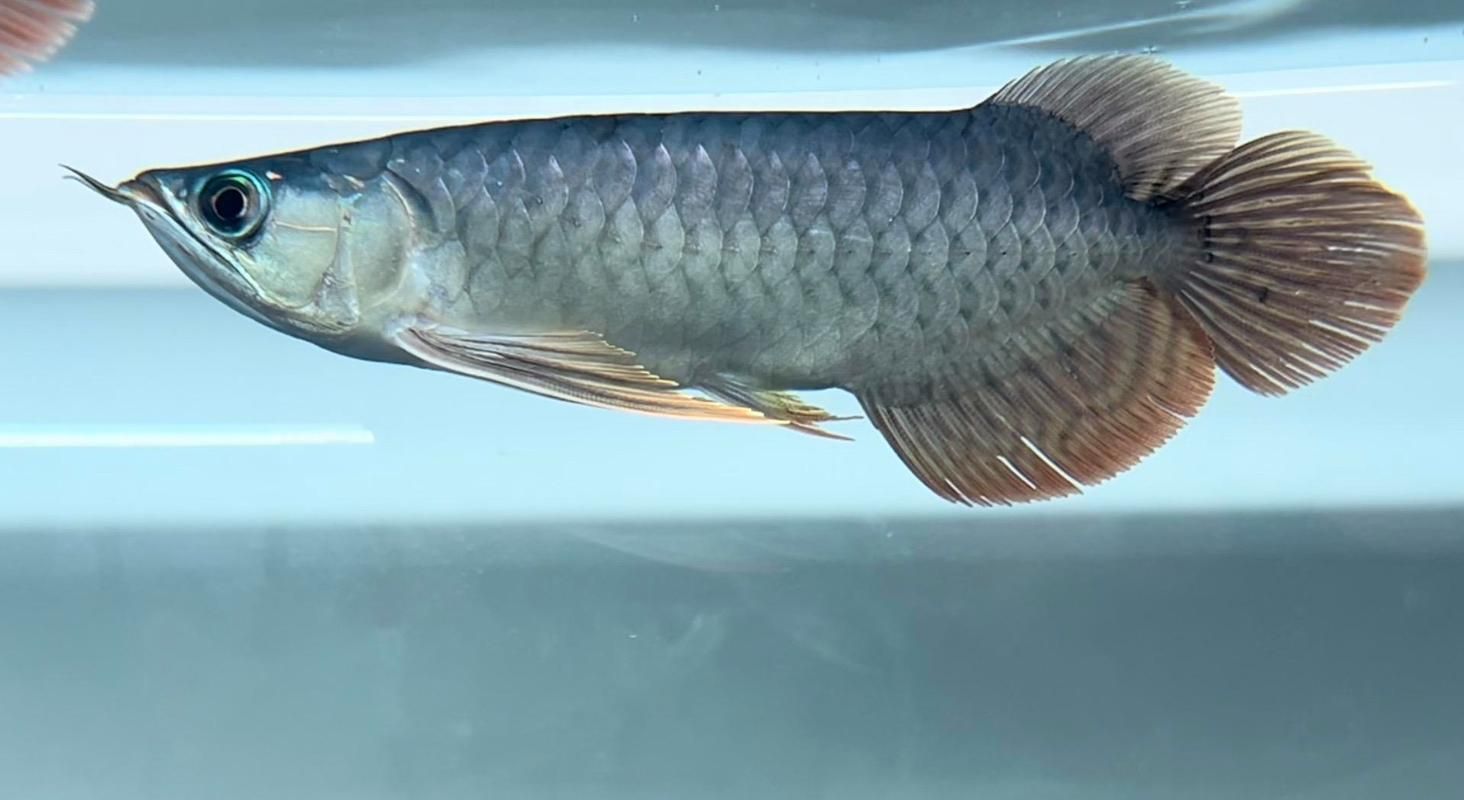 長城杯世界龍魚錦標賽有哪些組別，2025年長城杯世界龍魚錦標賽有哪些組別 長城杯世界龍魚錦標賽有哪些組別，2025年長城杯世界龍魚錦標賽有哪些組別 龍魚百科 第6張