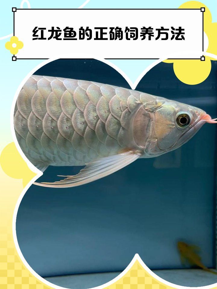 瑰寶龍紅龍魚的飼養方法是什么，瑰寶龍紅龍魚的飼養方法