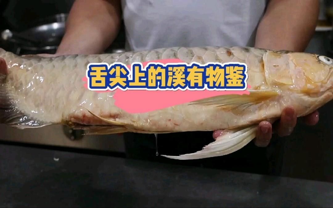 紅龍魚有哪些家常做法視頻推薦？，紅龍魚有哪些家常做法視頻推薦 紅龍魚有哪些家常做法視頻推薦？，紅龍魚有哪些家常做法視頻推薦 龍魚百科