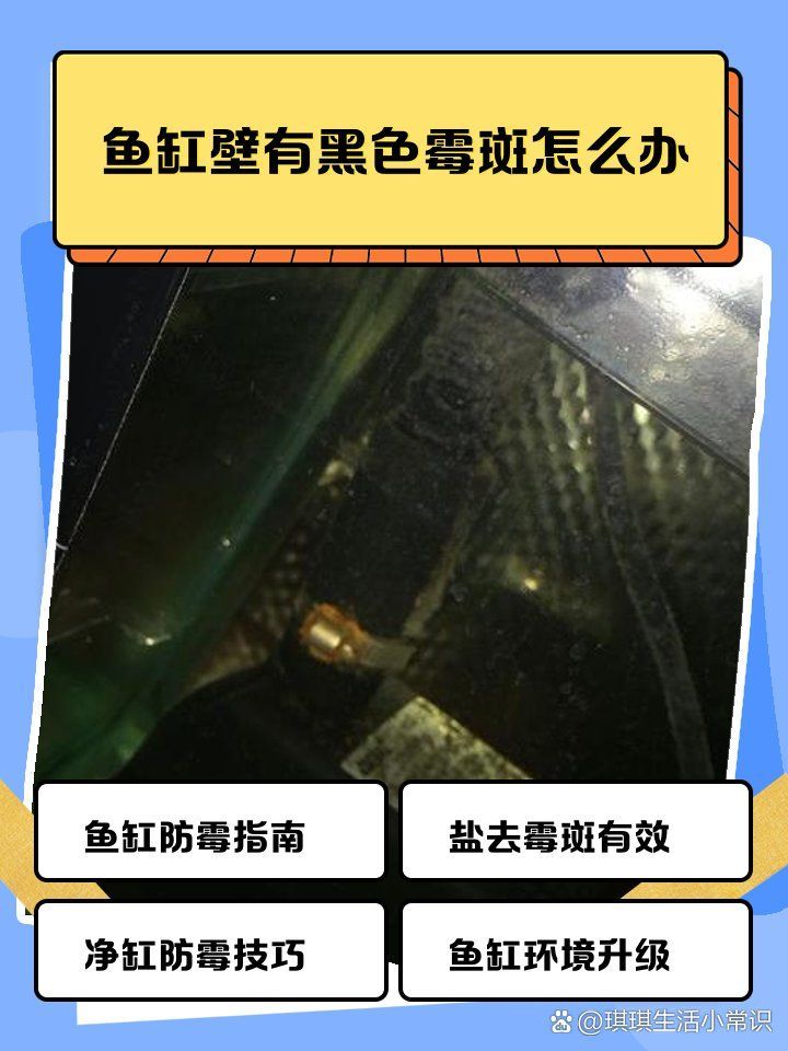 如何預防龍魚背上再次出現黑霉，龍魚背上再次出現黑霉