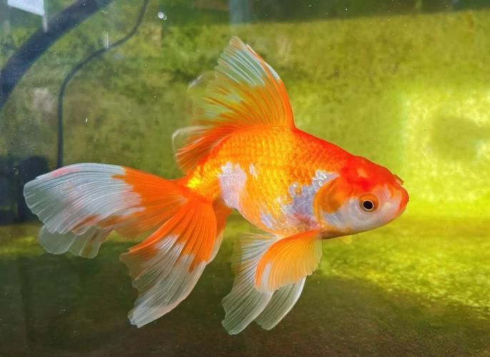 給我一些關于金魚的圖片，印尼小紅龍的最佳喂食時間是什么時候印尼小紅龍最佳喂食時間