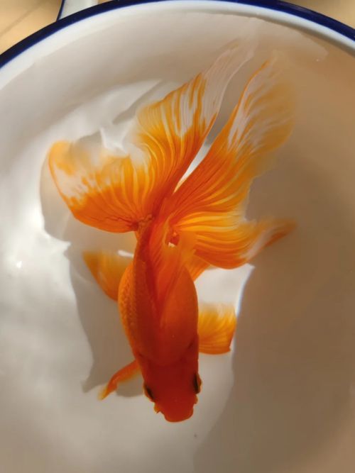 給我一些關(guān)于金魚的圖片，印尼小紅龍的最佳喂食時(shí)間是什么時(shí)候印尼小紅龍最佳喂食時(shí)間