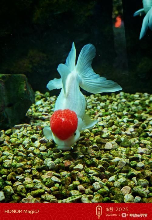 給我一些關于金魚的圖片，印尼小紅龍的最佳喂食時間是什么時候印尼小紅龍最佳喂食時間
