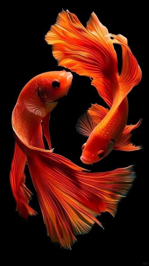 給我一些關于金魚的圖片，印尼小紅龍的最佳喂食時間是什么時候印尼小紅龍最佳喂食時間