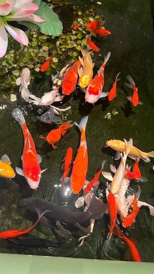 給我一些關于金魚的圖片，印尼小紅龍的最佳喂食時間是什么時候印尼小紅龍最佳喂食時間