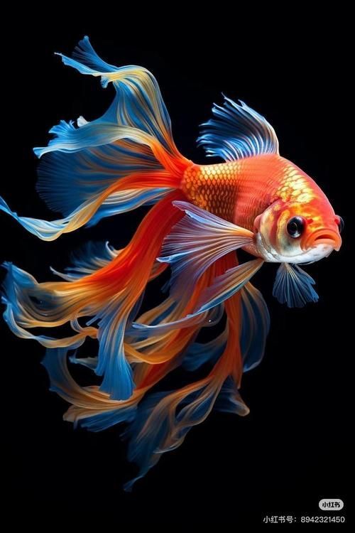 給我一些關于金魚的圖片，印尼小紅龍的最佳喂食時間是什么時候印尼小紅龍最佳喂食時間