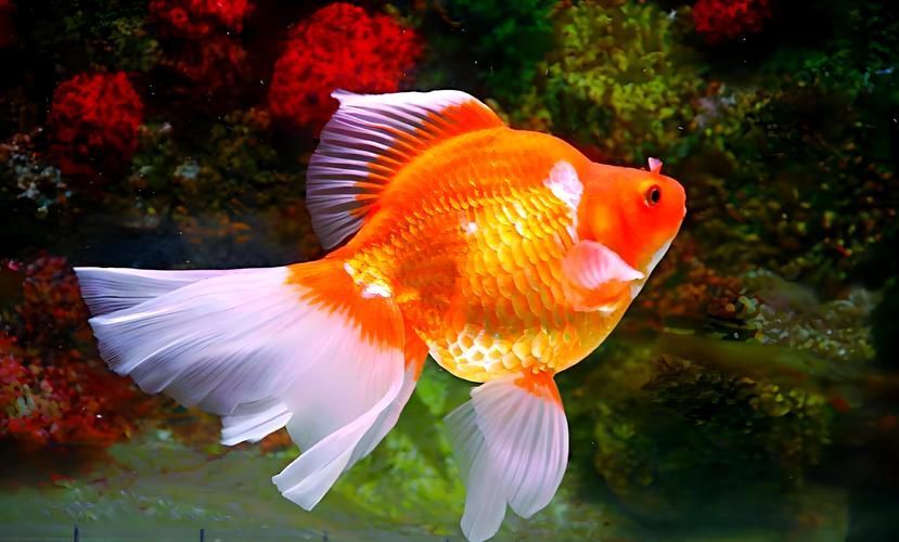 給我一些關于金魚的圖片，印尼小紅龍的最佳喂食時間是什么時候印尼小紅龍最佳喂食時間