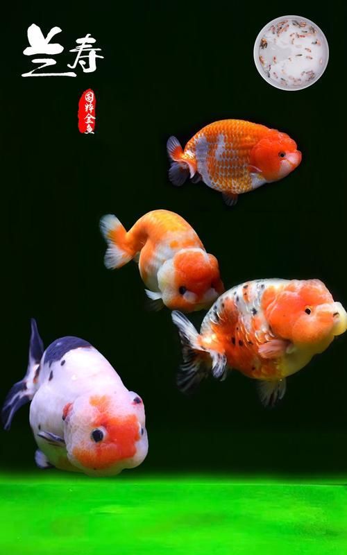 給我一些關于金魚的圖片，印尼小紅龍的最佳喂食時間是什么時候印尼小紅龍最佳喂食時間