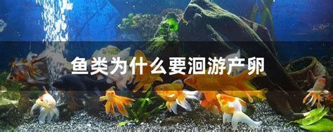 龍魚的卵生過程是怎樣的？，龍魚的卵生與口孵過程