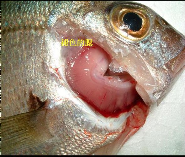 有哪些藥物可以有效治療龍魚病毒性感染？，關于龍魚病毒性感染的問題