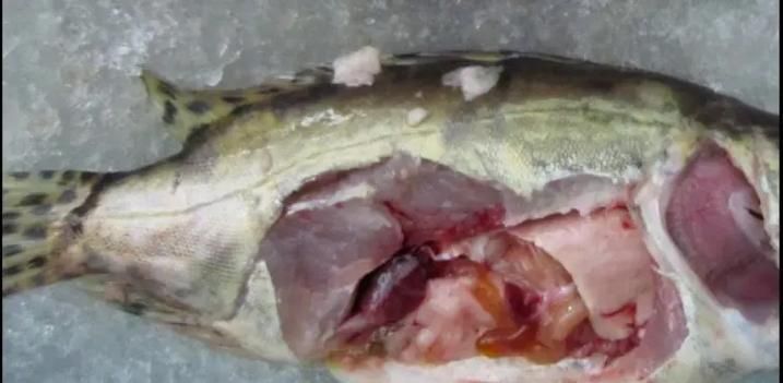 有哪些藥物可以有效治療龍魚病毒性感染？，關(guān)于龍魚病毒性感染的問題
