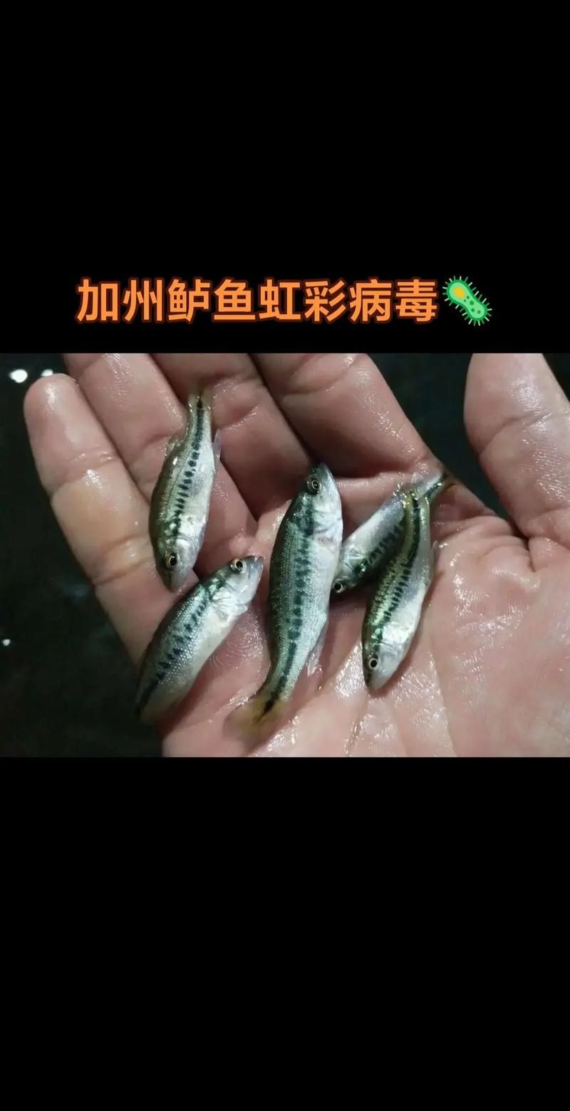 有哪些藥物可以有效治療龍魚病毒性感染？，關于龍魚病毒性感染的問題