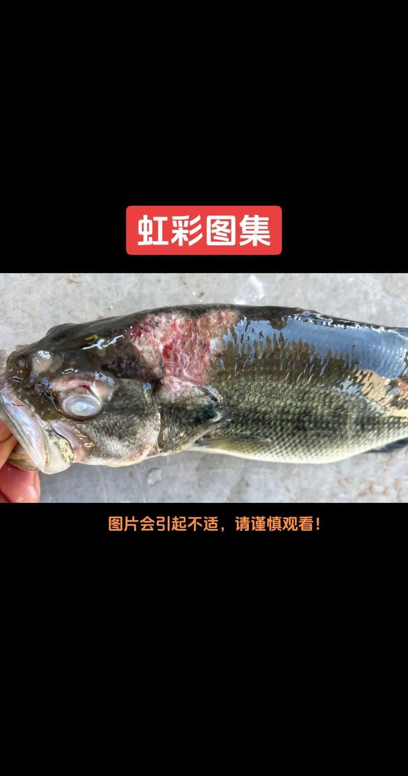 有哪些藥物可以有效治療龍魚病毒性感染？，關于龍魚病毒性感染的問題