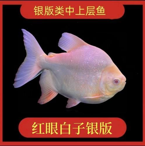 白子銀板魚的價(jià)格是多少？ 白子銀板魚的價(jià)格是多少？ 龍魚百科 第2張