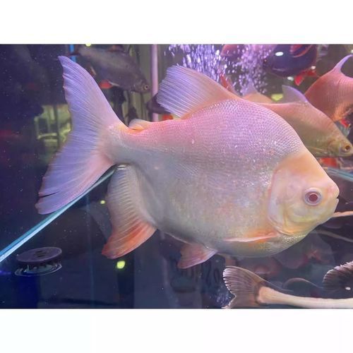 白子銀板魚的價(jià)格是多少？ 白子銀板魚的價(jià)格是多少？ 龍魚百科 第7張