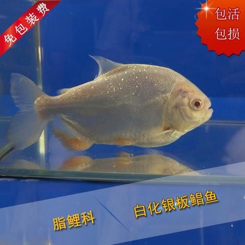 白子銀板魚(yú)的價(jià)格是多少？