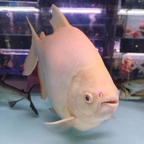 白子銀板魚的價(jià)格是多少？ 白子銀板魚的價(jià)格是多少？ 龍魚百科 第4張