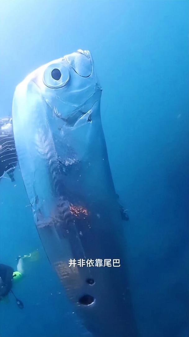 如何區分深海龍魚和龍利魚，如何區分深海龍魚與龍利魚