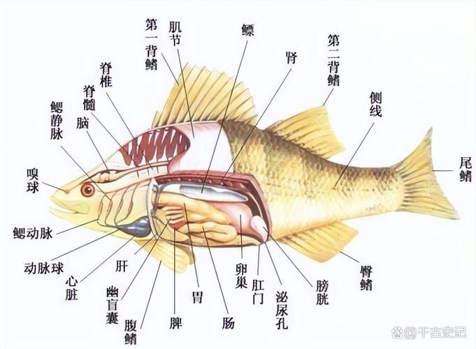 青龍魚喂食后多久會消化，關于青龍魚消化的問題