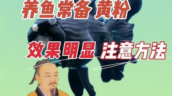 龍魚(yú)細(xì)菌感染的治療藥物有哪些？，龍魚(yú)細(xì)菌感染的治療藥物——黃粉