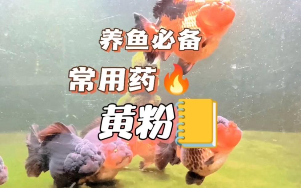 龍魚(yú)細(xì)菌感染的治療藥物有哪些？，龍魚(yú)細(xì)菌感染的治療藥物——黃粉
