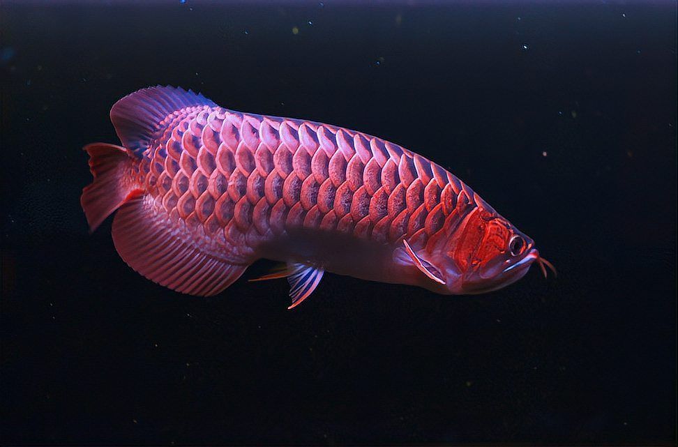 大湖紅龍魚生病時應該如何調整飲食？