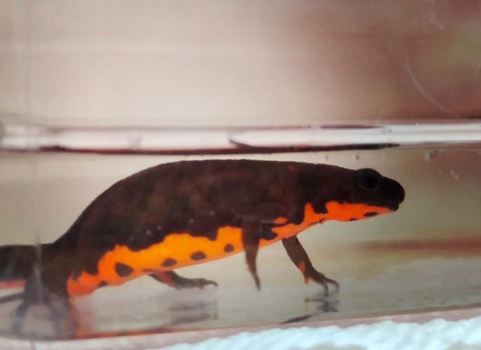 科學(xué)飼養(yǎng)火龍魚蠑螈需要哪些設(shè)備，科學(xué)飼養(yǎng)火龍魚蠑螈 科學(xué)飼養(yǎng)火龍魚蠑螈需要哪些設(shè)備，科學(xué)飼養(yǎng)火龍魚蠑螈 龍魚百科 第3張