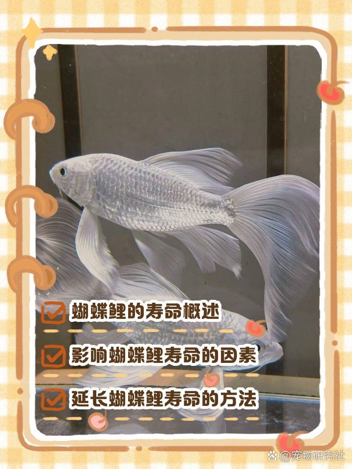 蝴蝶鯉的壽命有多長？，蝴蝶鯉的壽命可能在1-3年之間，但有些個體可能活得更久