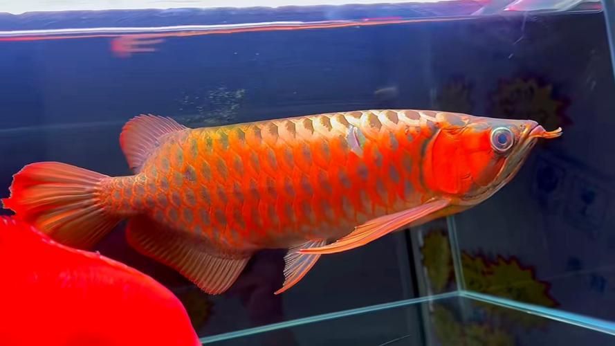 大湖紅龍好還是印尼紅龍好，大湖紅龍好還是印尼紅龍好，大湖紅龍和印尼紅龍有何區別