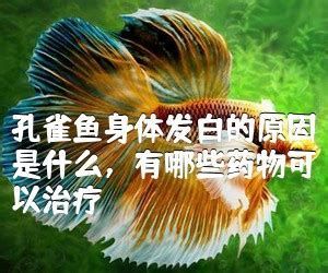 孔雀魚身上發白腐爛怎么治療，孔雀魚身上發白腐爛怎么治療1000字詳細治療方案