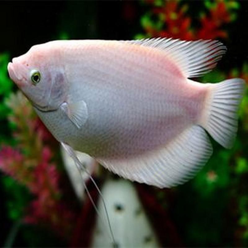 給我一些招財魚的圖片示例，招財魚圖片示例