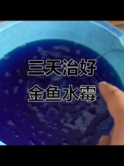 如何預防金魚受傷和感染，如何科學預防金魚受傷與感染 如何預防金魚受傷和感染，如何科學預防金魚受傷與感染 龍魚百科 第9張