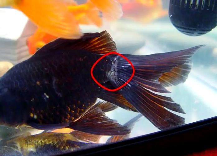 如何預防金魚受傷和感染，如何科學預防金魚受傷與感染 如何預防金魚受傷和感染，如何科學預防金魚受傷與感染 龍魚百科 第4張