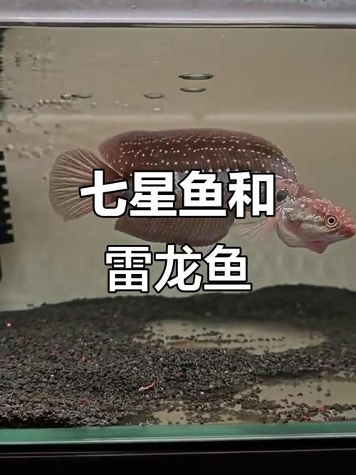 如何區分中華七星龍魚的品種，中華七星龍魚的鑒別