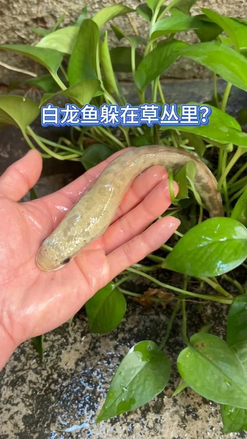 給我一張高清的白龍魚圖片，白龍魚的價格是多少