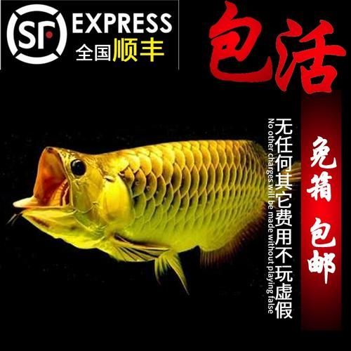 能否提供龍魚高背和過背的區別圖，如何區分龍魚高背和過背金龍魚