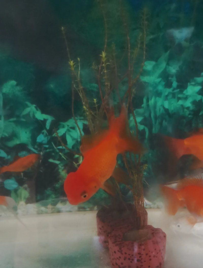 魚鼓肚子炸鱗后多久會恢復(fù)，如何判斷魚鼓肚子炸鱗后多久會完全恢復(fù)？