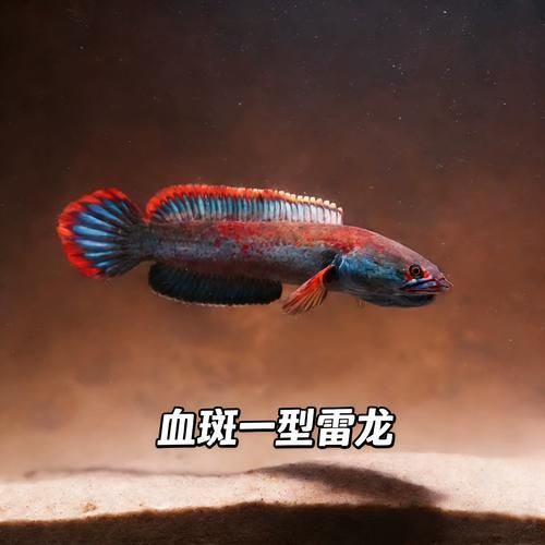 雷龍魚鰭充血的6個征兆，關于雷龍魚鰭充血的6個征兆