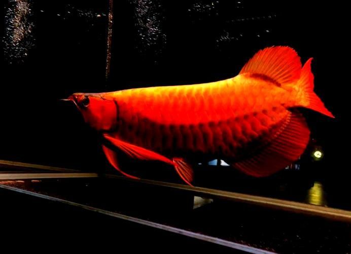 如何區(qū)分紅龍魚四大品牌，關(guān)于紅龍魚四大品牌的搜索