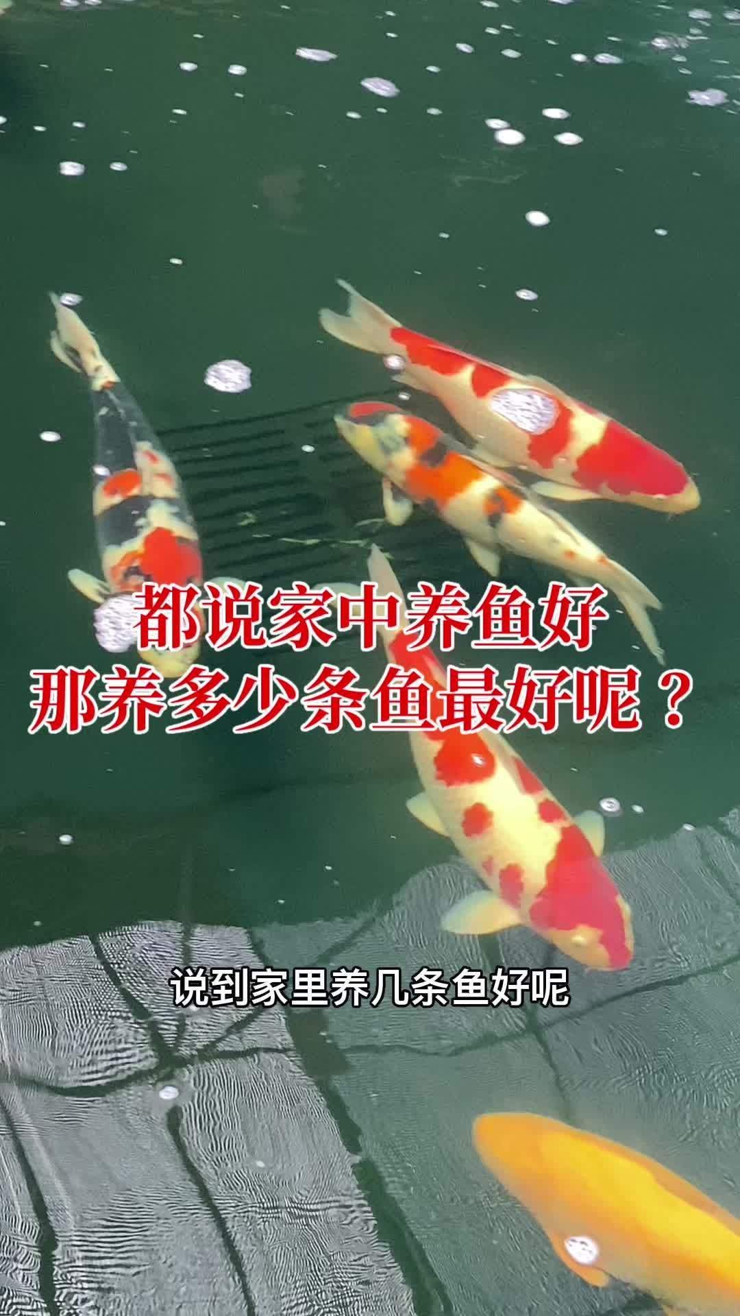 風(fēng)水魚養(yǎng)幾條最旺財(cái)，養(yǎng)幾條風(fēng)水魚最旺財(cái)？