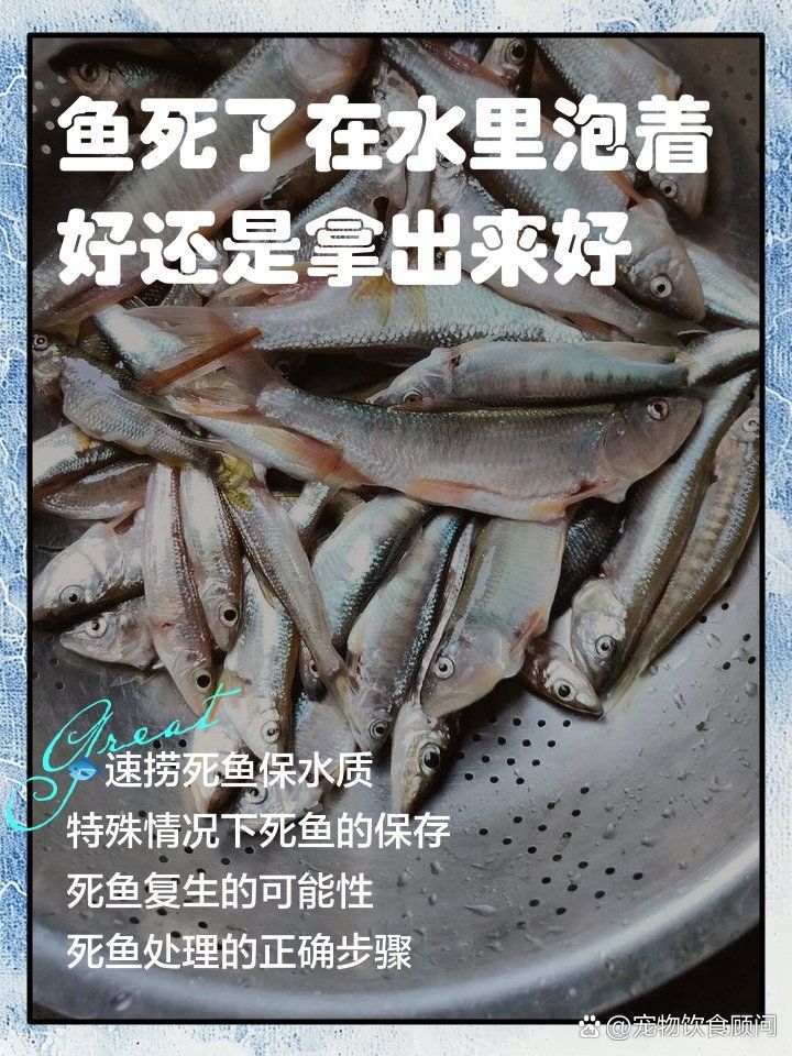 魚死了如何妥善處理，魚死了如何妥善處理，正確的處理方法對于魚類死亡的情況 魚死了如何妥善處理，魚死了如何妥善處理，正確的處理方法對于魚類死亡的情況 龍魚百科 第2張