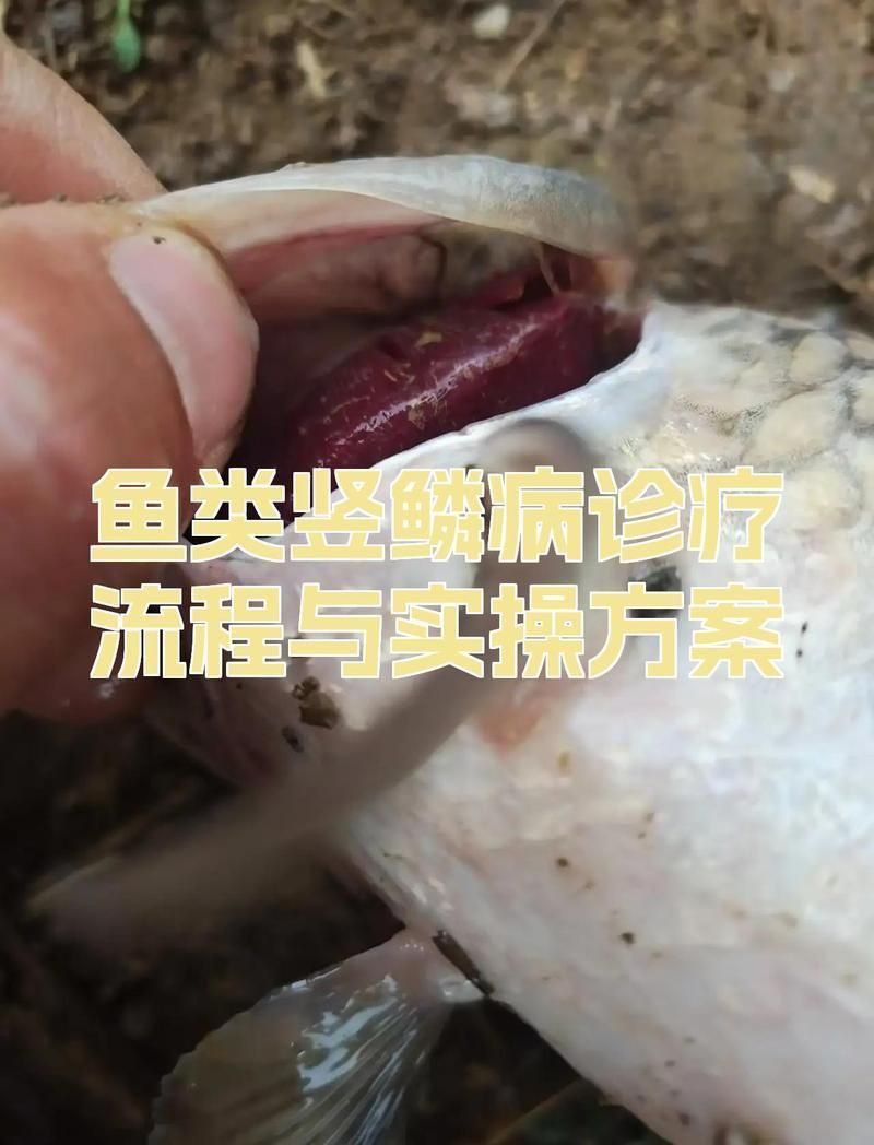 早期發現豎鱗病后如何救治，鹽水泡魚能治病全民小視頻,豎鱗病能徹底治愈嗎