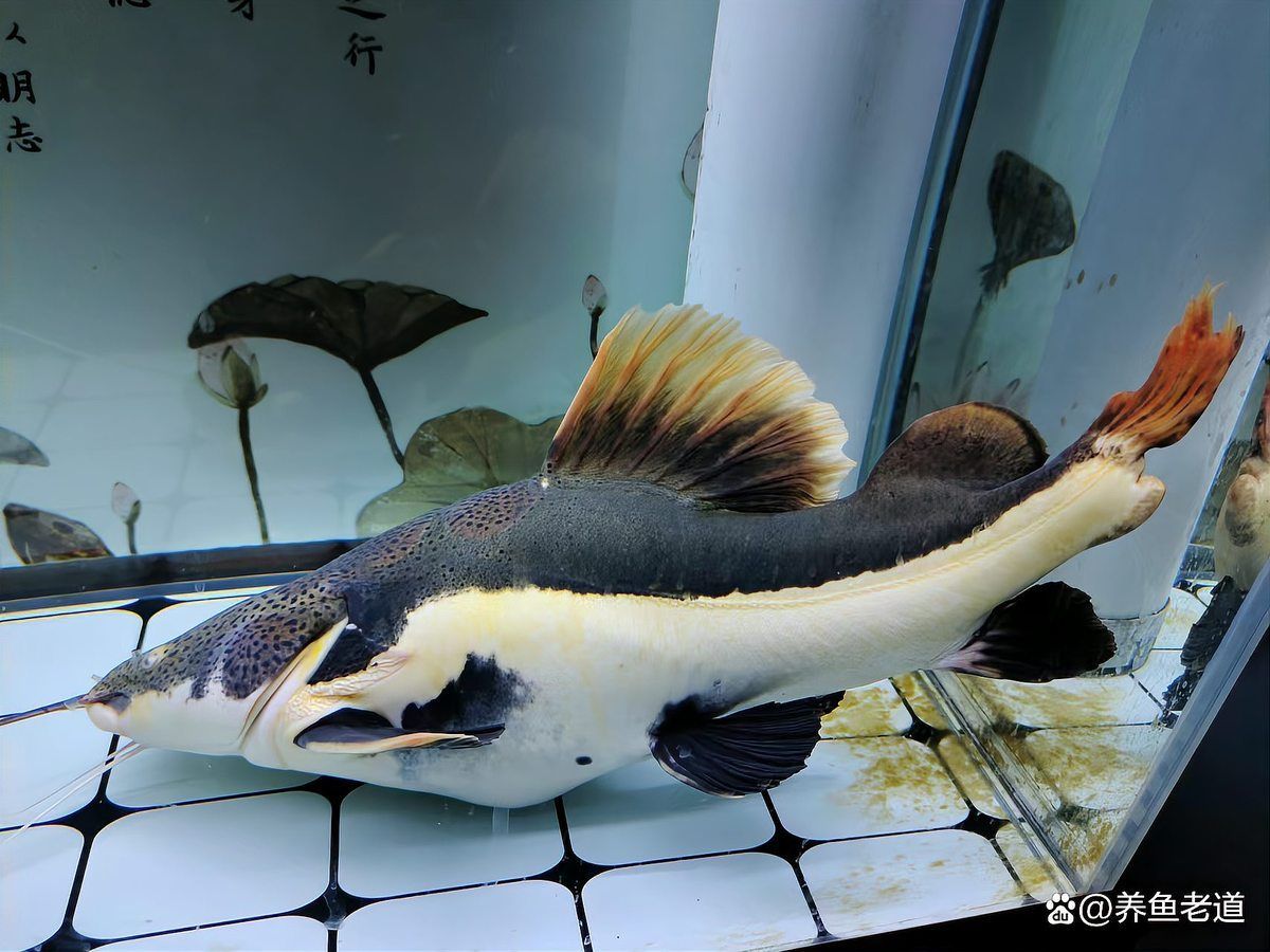如何判斷龍魚是否因失鰾癥翻肚？，如何判斷龍魚因失鰾癥翻肚