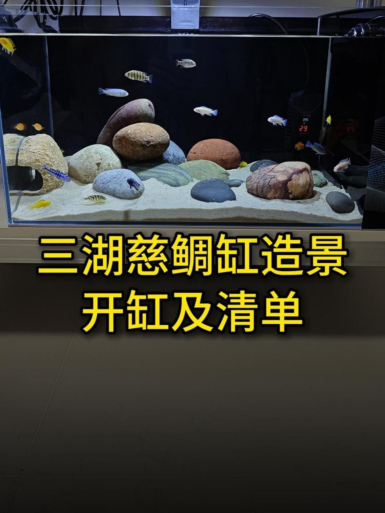 如何預防三湖慈鯛魚鰭根部充血，如何預防三湖慈鯛魚鰭