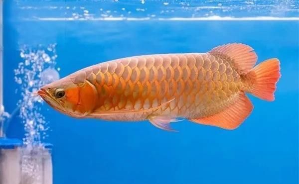 龍魚斷根后能完全恢復(fù)嗎，龍魚斷根后能否恢復(fù) 龍魚斷根后能完全恢復(fù)嗎，龍魚斷根后能否恢復(fù) 龍魚百科 第2張