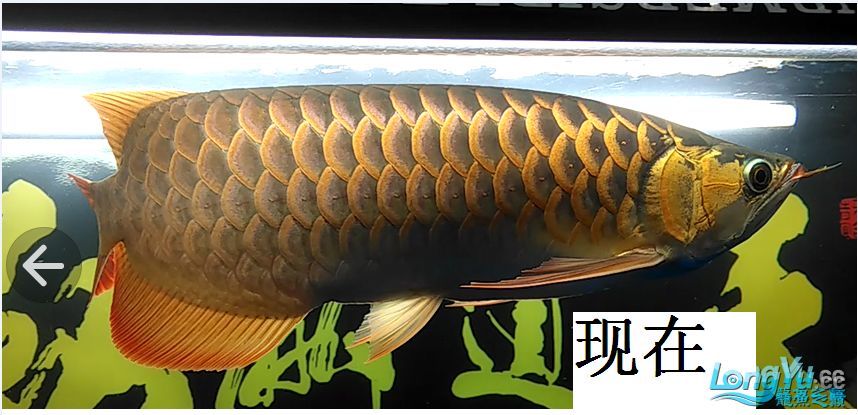 如何注冊(cè)成為龍魚(yú)之巔論壇的會(huì)員