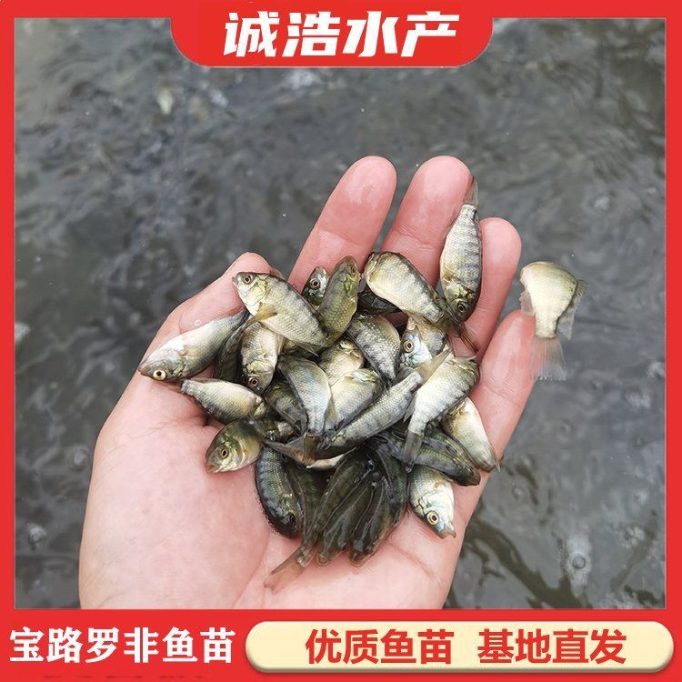 徐聞龍魚的養殖成本是多少？，徐聞龍魚養殖成本是多少徐聞龍魚養殖成本是多少 徐聞龍魚的養殖成本是多少？，徐聞龍魚養殖成本是多少徐聞龍魚養殖成本是多少 龍魚百科 第1張