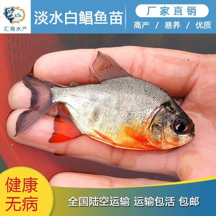 徐聞龍魚的養殖成本是多少？，徐聞龍魚養殖成本是多少徐聞龍魚養殖成本是多少 徐聞龍魚的養殖成本是多少？，徐聞龍魚養殖成本是多少徐聞龍魚養殖成本是多少 龍魚百科 第2張